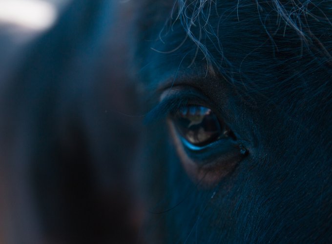 artistieke foto van een paardenoog door Moments and Horses 